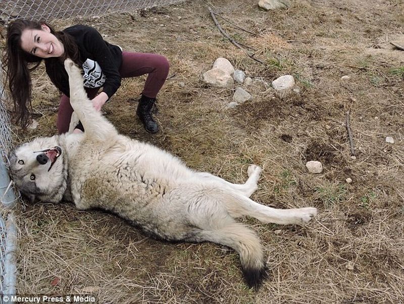 Sarah-Varley-Rape-Survivor-Saved-by-Wolf-Pack-3