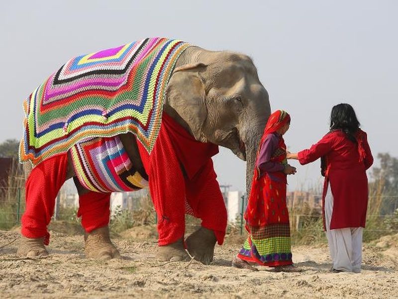 indian-elephant-jumpers-1