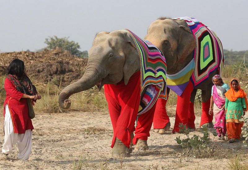 indian-elephant-jumpers-2