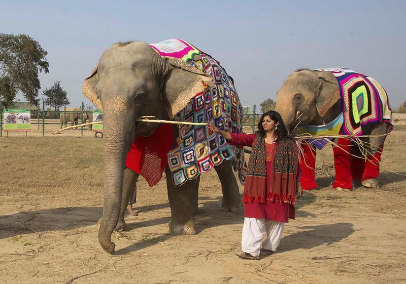 indian-elephant-jumpers-3