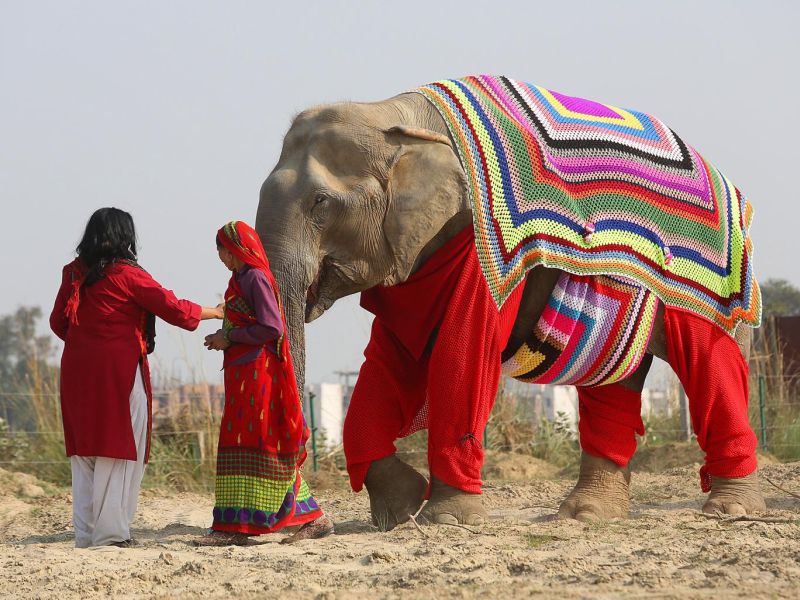 Indian women knit jumpers for elephants to brave the winter chills