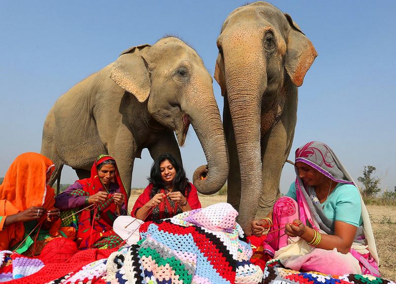 indian-elephant-jumpers-5
