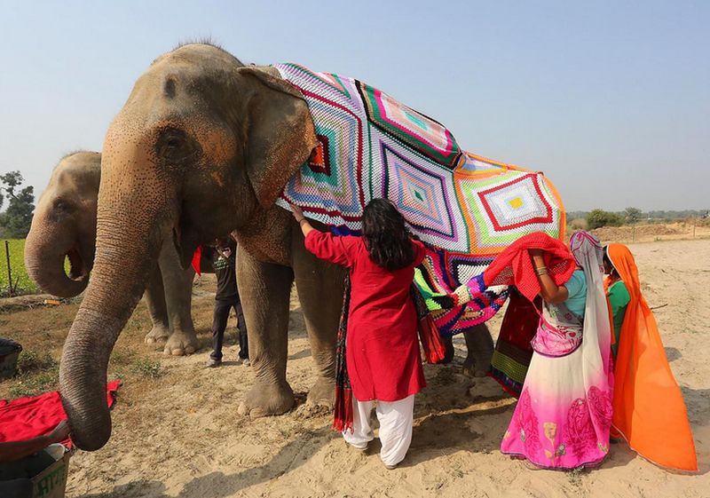 indian-elephant-jumpers-6