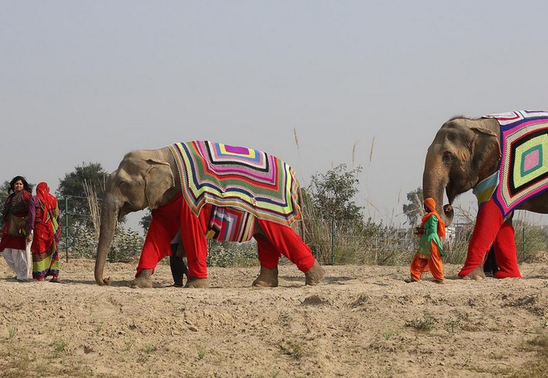 indian-elephant-jumpers-7