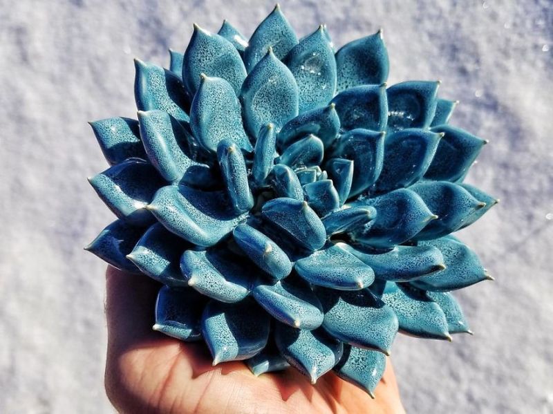 Handmade Ceramic Succulents by Owen Mann-8