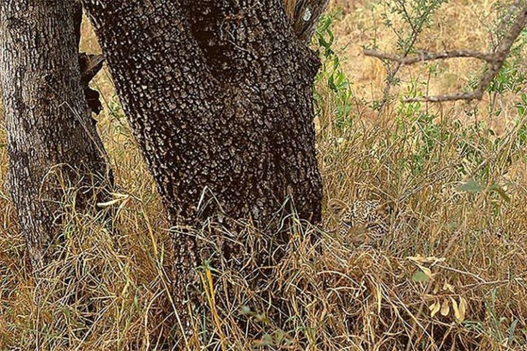 leopard camouflage leopard camouflage