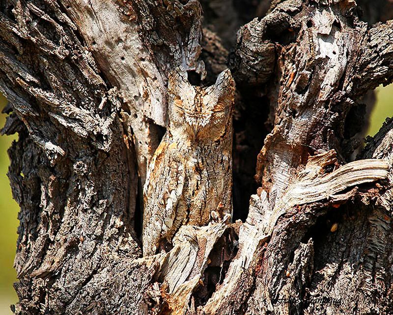 Animal Camouflage: Can you spot hidden animals in these photographs?