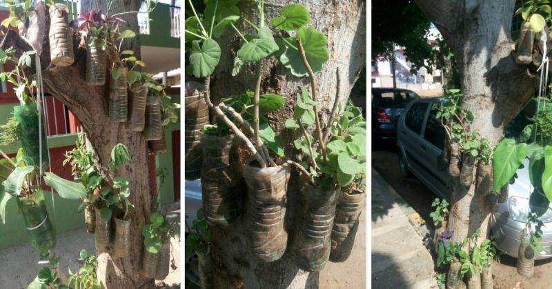 Bengaluru man builds vertical gardens using plastic bottles-1