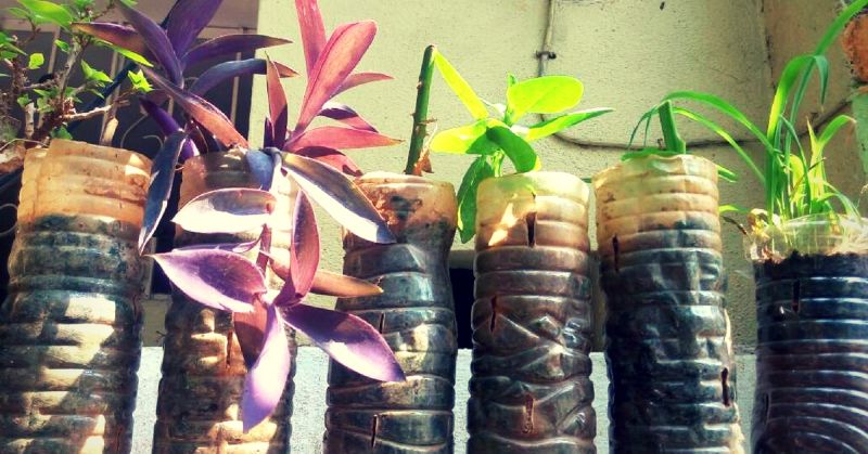 Bengaluru man builds vertical gardens using plastic bottles-3