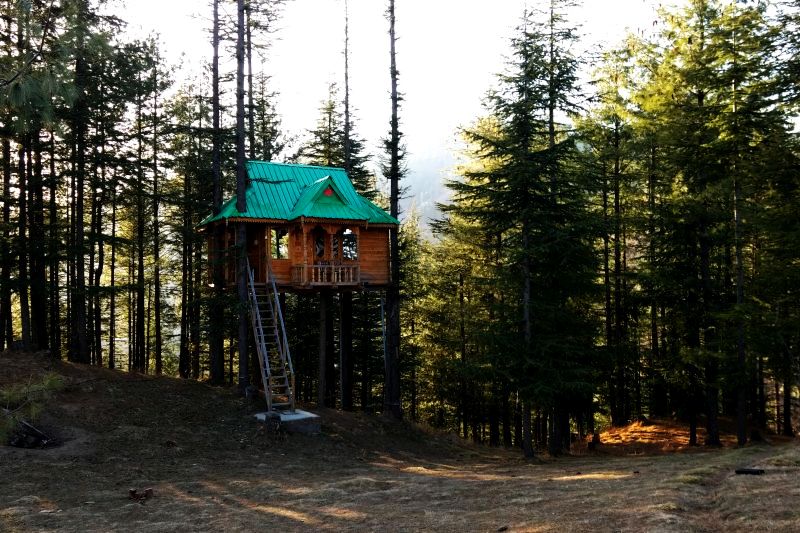 Whimsical treehouse in Shimla resembles something out of a fairy tale
