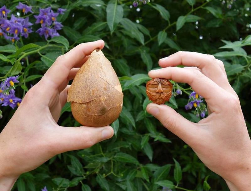 avocado stone faces by Jan Campbell