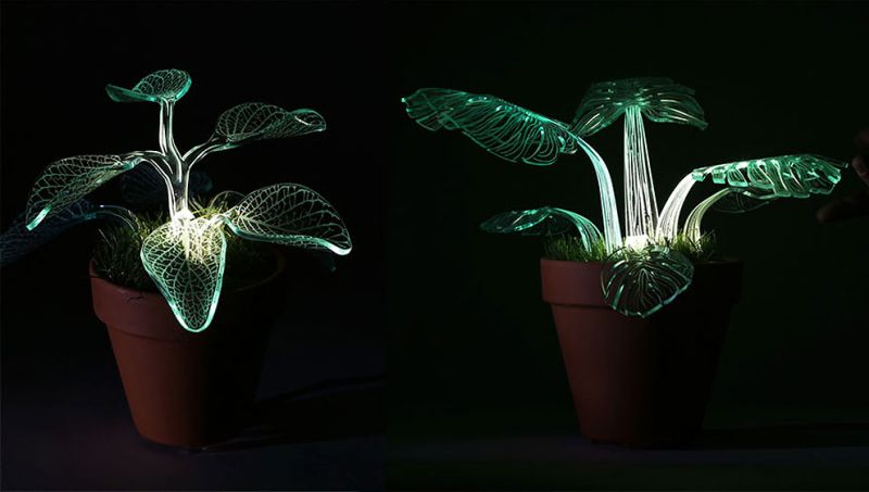 glow-in-the-dark plants-4