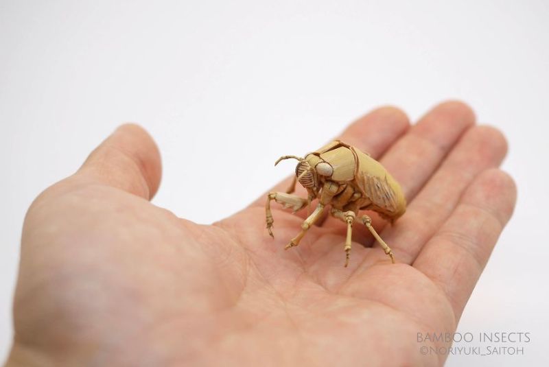 Bamboo Insects