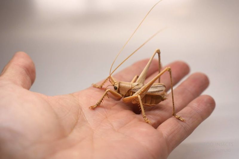 Bamboo Insects