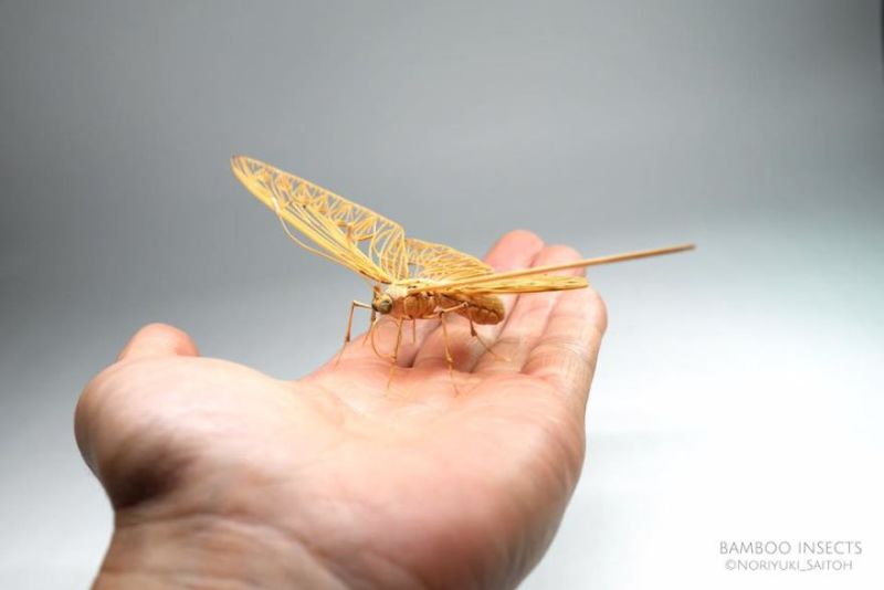 Bamboo Insects