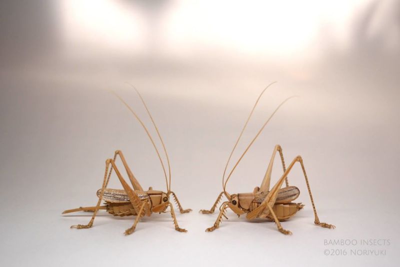 Bamboo Insects