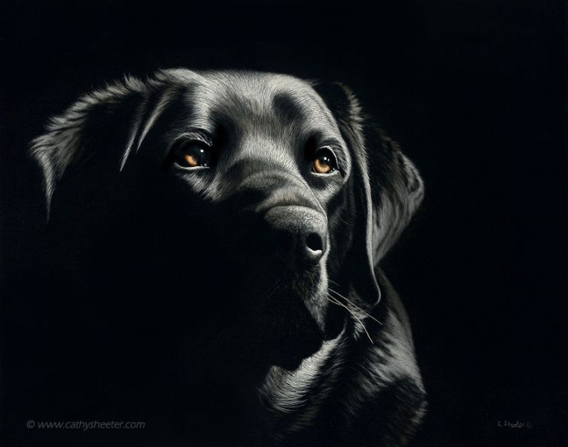 Hyper-realistic scratchboard Art by cathy sheeter