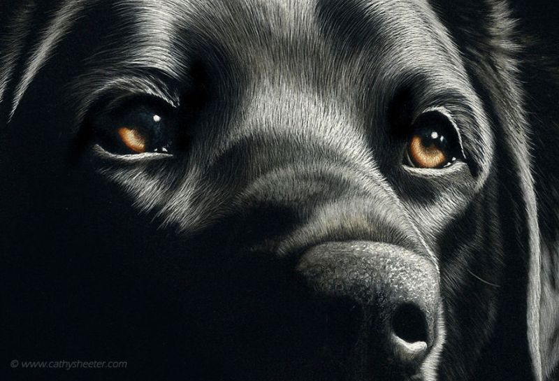 Hyper-realistic scratchboard Art by cathy sheeter