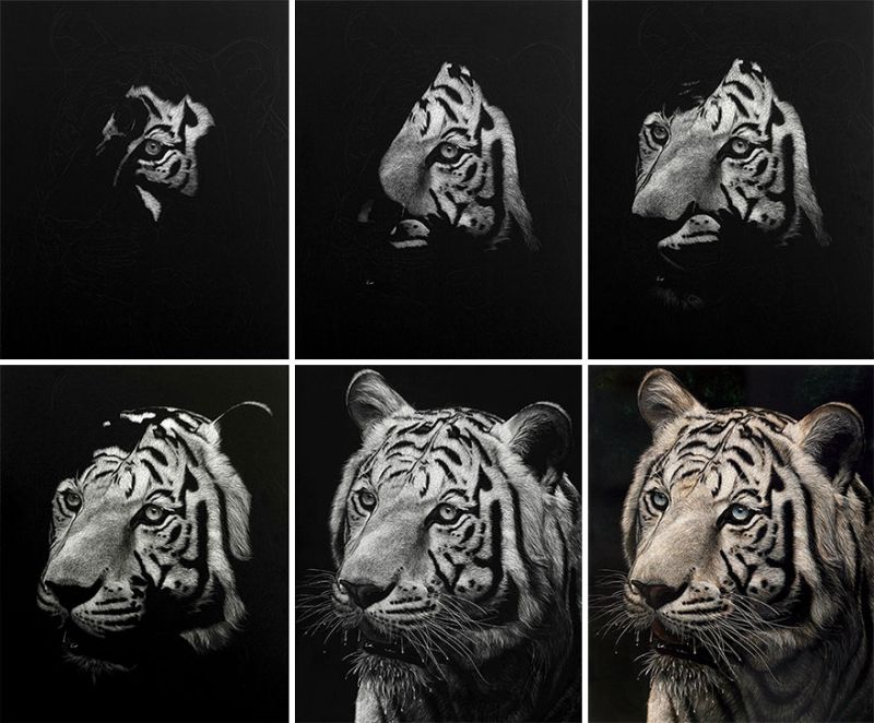 Hyper-realistic scratchboard Art by cathy sheeter