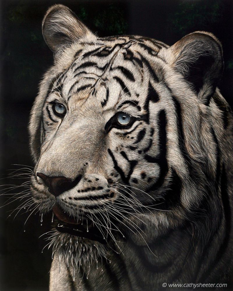 Hyper-realistic scratchboard Art by cathy sheeter