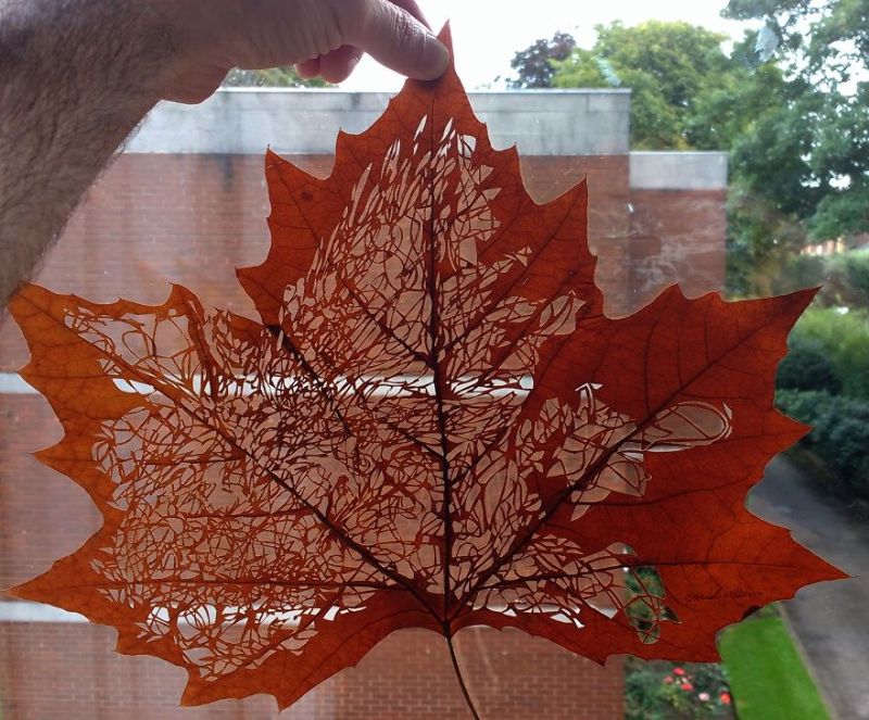 Leaf art by Omid Asadi