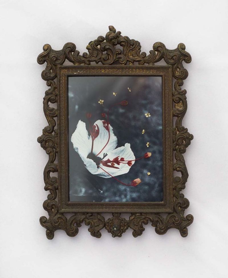 Real Pressed Flower Portraits in Recycled Vintage Frame by Phoebe Hofsteed