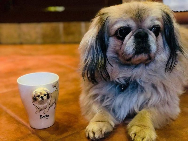 Camelia Rolea Creates Handmade 3D Sculptures of Pets on Mugs